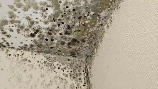 सीलिङमा लागेको ढुसी