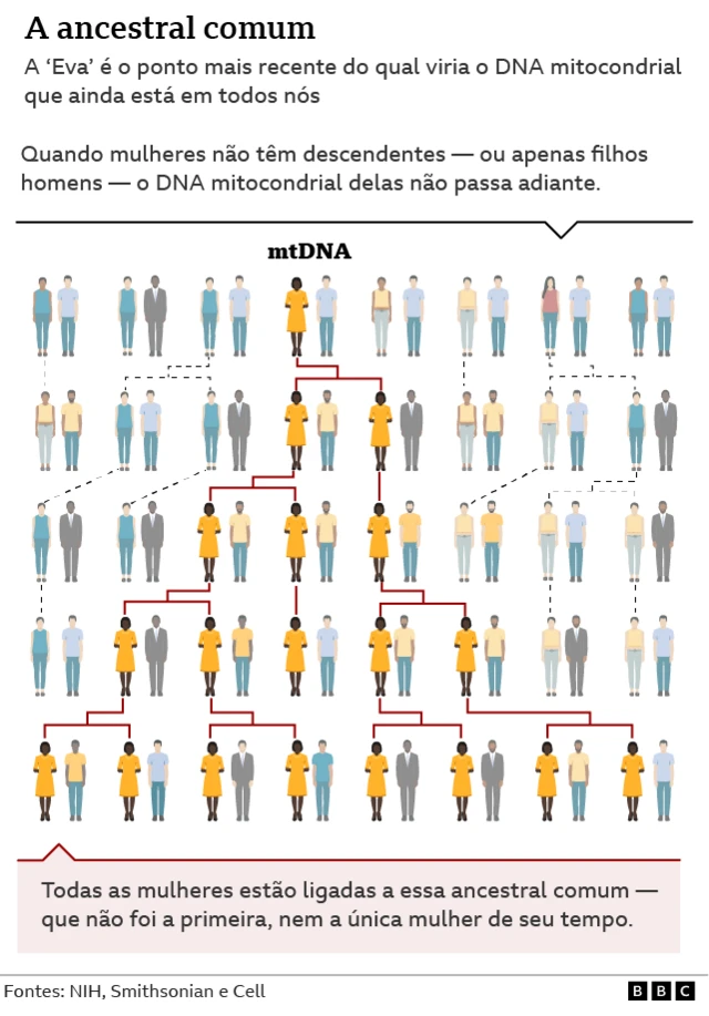 Linhas geracionaisbettransmissão do DNA mitocondrial