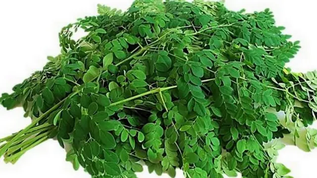 முருங்கைக்காய் சாப்பிட உத்தர பிரதேச முதல்வர் யோகி ஆதித்யநாத் அறிவுரை