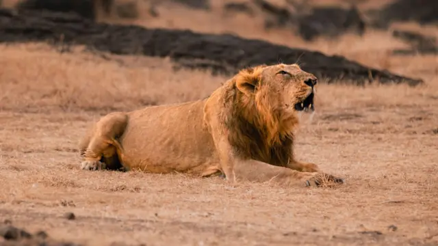 બીબીસી ગુજરાતી સિંહ ગીર અભયારણ્ય પર્યાવરણ જૂનાગઢ સિંહબાળ