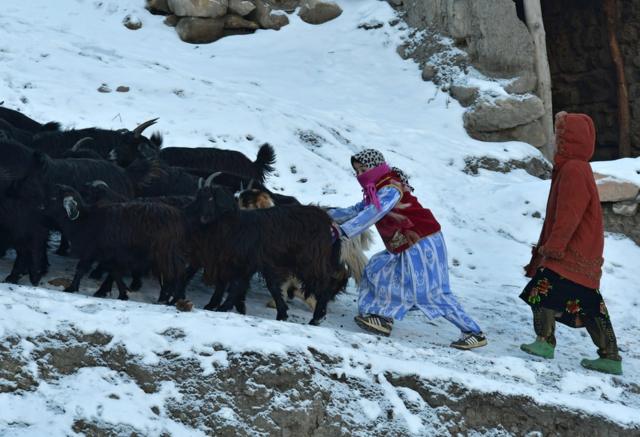 Дети гонят коз в горы