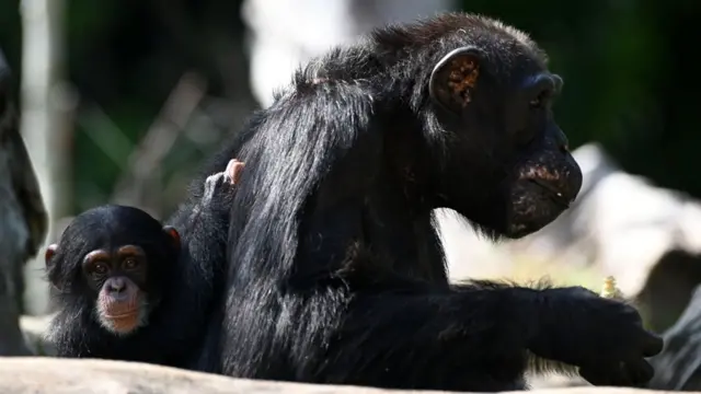 Nini, bebê chimpanzé nascidasite brabet cadastro2018, se pendura emsite brabet cadastromãe Bianca,site brabet cadastro39 anos, no zoológicosite brabet cadastroSingapura,site brabet cadastro2019