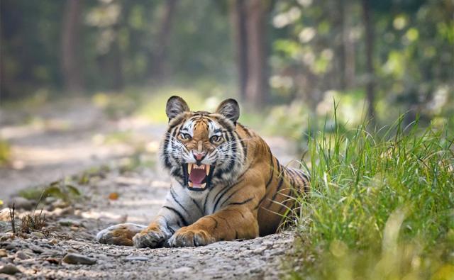 Nepal: Return of the tigers brings both joy and fear