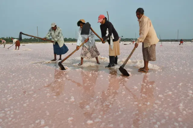 ''අපි හදන ලුණුවල ප්‍රමිතිය නිතරම චෙක් කරනවා. ඒවායේ වසවිස නෑ කියලා ජනතාවට සහතික වෙන්න පුළුවන්.''