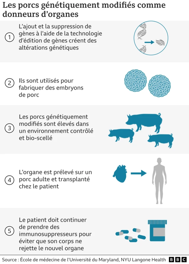 Graphique montrant les processus liés à l'utilisation d'organes de porc génétiquement modifiés chez l'homme.