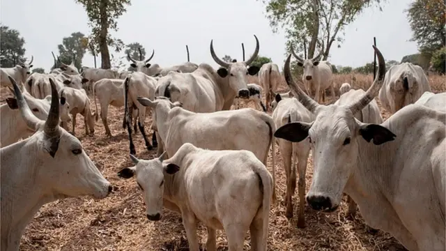 Màálù ní agbo wọn