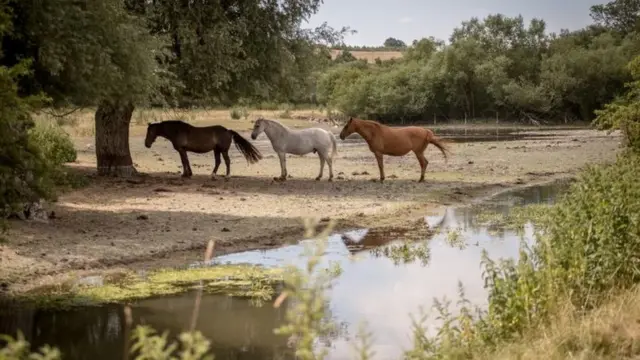 Caballos junto a un río en Inglaterra
