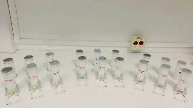 ایڈیِز ایجپٹی مچھر