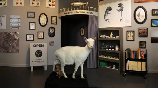 Freckles, la cabra BioSteel