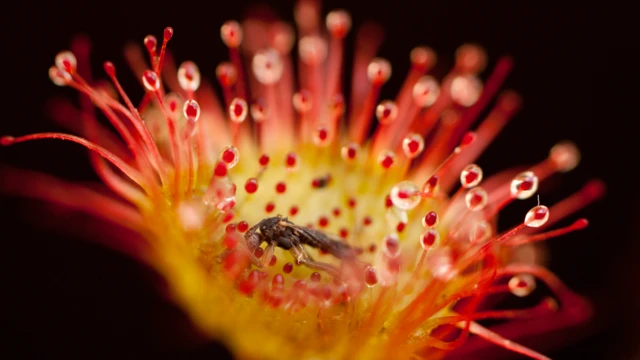 Drosera rotundifolia com um inseto paradoesportebet tv aposta onlineseus tricomas