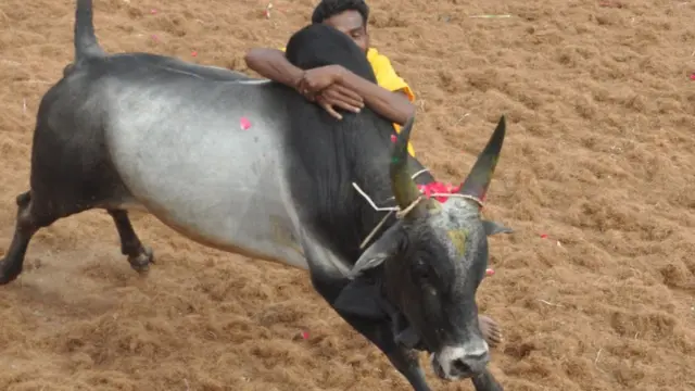 விராலிமலை ஜல்லிக்கட்டு