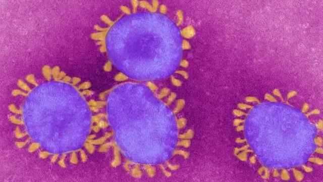 করোনাভাইরাস