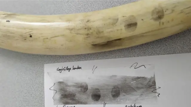 تمتص الثقوب الصغيرة على سطح العاج آثار بصمات الأصابع