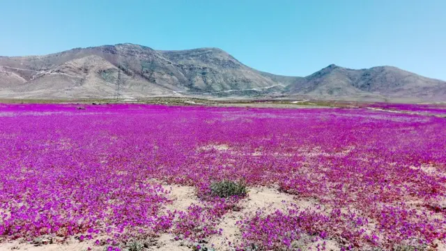 Flores moradas en una zona árida