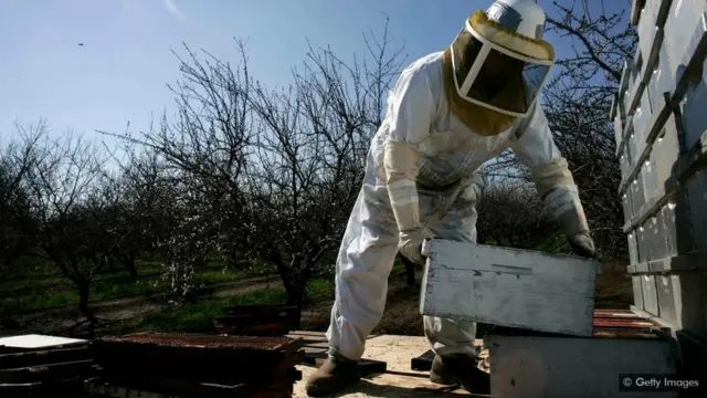 In the US, commercial travelling bee hives are heavily relied upon to pollinate crops such as the Californian almond