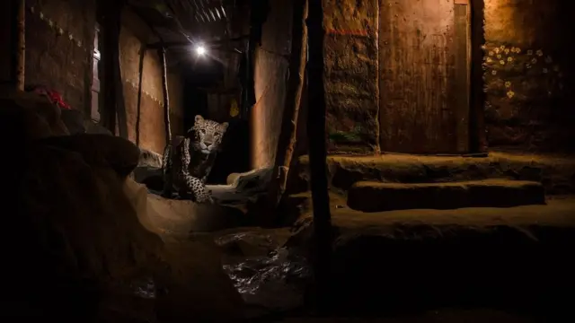 Nayan Khanolkar'ın leopar fotoğrafı...