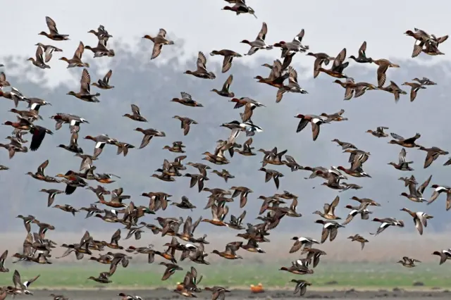  කුරුල්ලන් මිලියන 15ක් පමණ වසරකට මන්නාරම හරහා ශ්‍රී ලංකාවට ඇතුළු වේ.