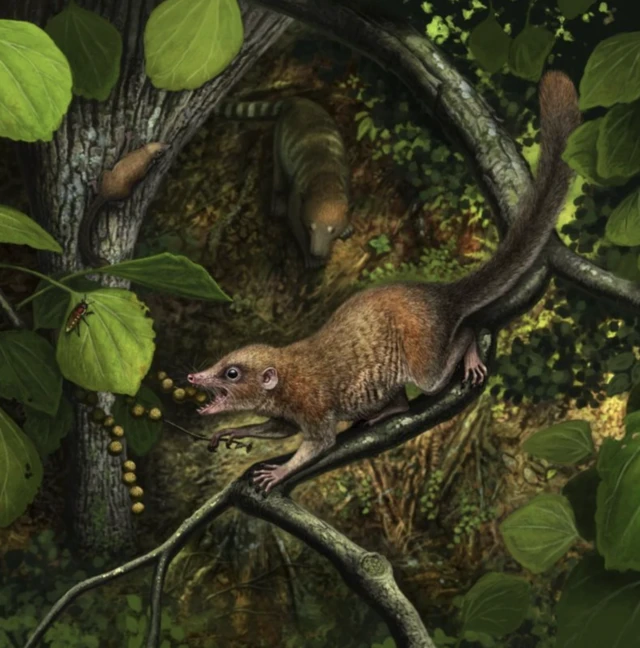 Метеорит пайда кылган алааматтан эсен калгандардын бири – биздин өтө алыскы ата-бабабыз болгон кичинекей пургаториус эле.