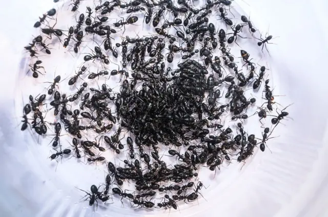 Багато мурах на тарілці