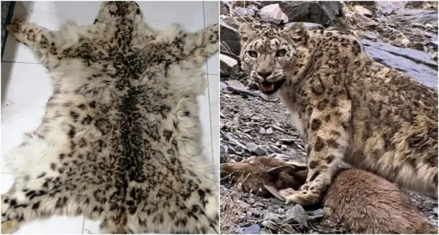 WWF Pakistan
