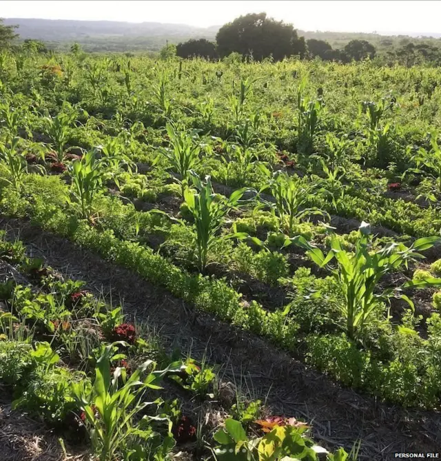 ਬ੍ਰਾਜ਼ੀਲ