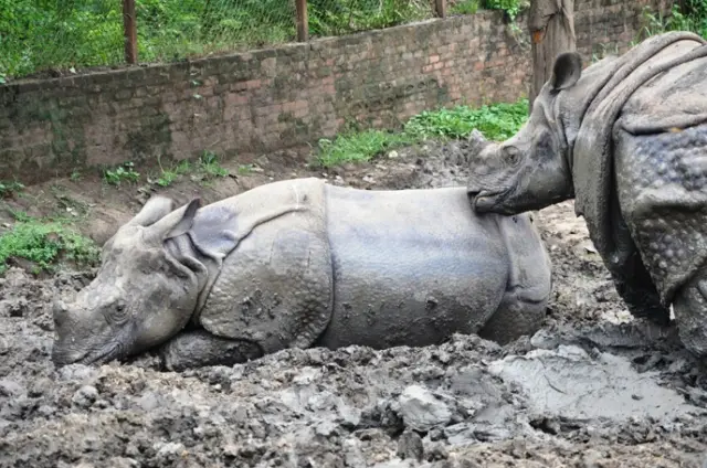 पटना चिड़ियाघर में पांच नर और पांच मादा गैंडे हैं