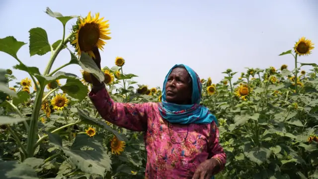 ਸੂਰਜਮੁਖੀ