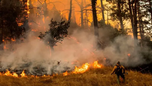 Лісові пожежі