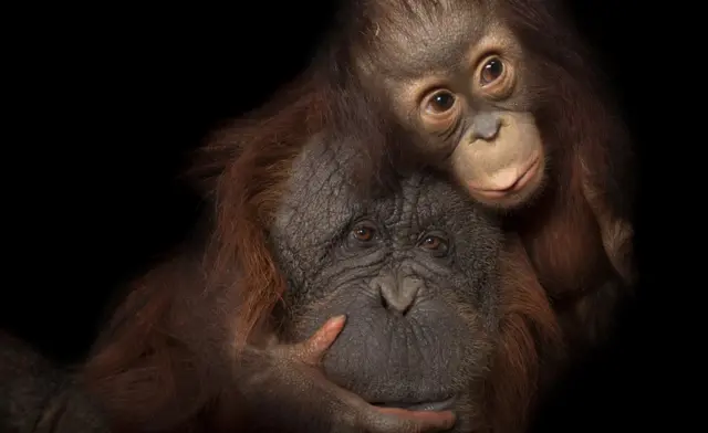 Orangutan Borneo (c) Joel Sartore