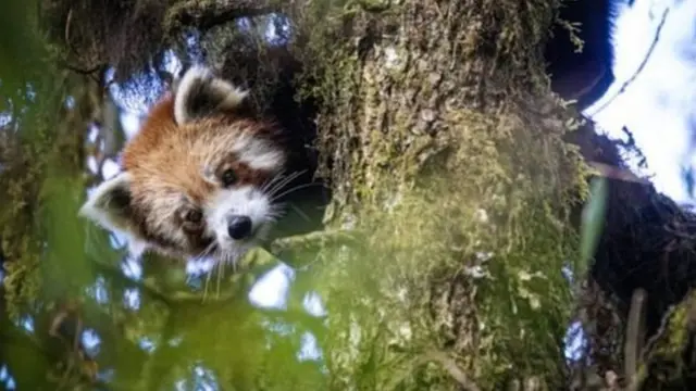 जीपीएस स्कॉलर