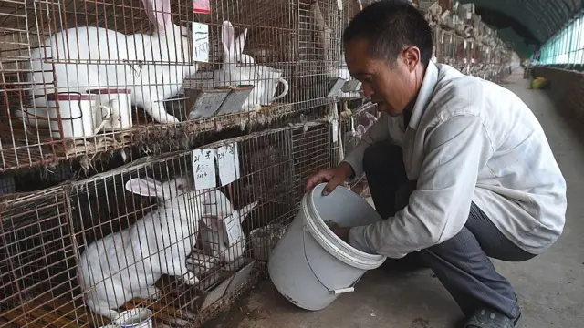_112108521_rabbits-china_getty