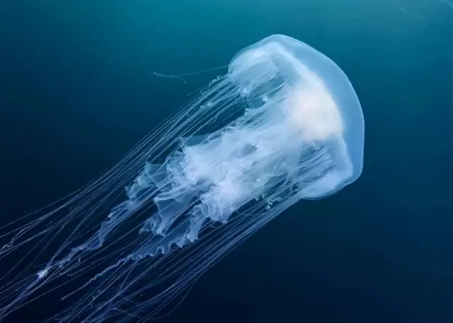 Il appartient à la même famille que les méduses