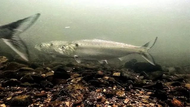 క్రోకర్ చేప