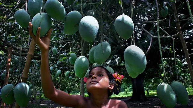 এবছর ৪ঠা মে থেকে আম পাড়া শুরু হয়েছে।