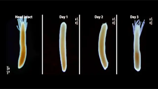 Гідрактинія