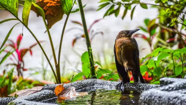 Tordo en el parque de Xalapa, México