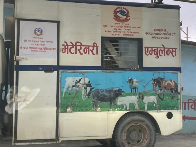 गाई