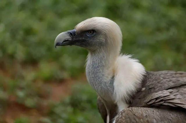 A griffon vulture wey stand for ground in a zoo, seen from di chest and neck up.