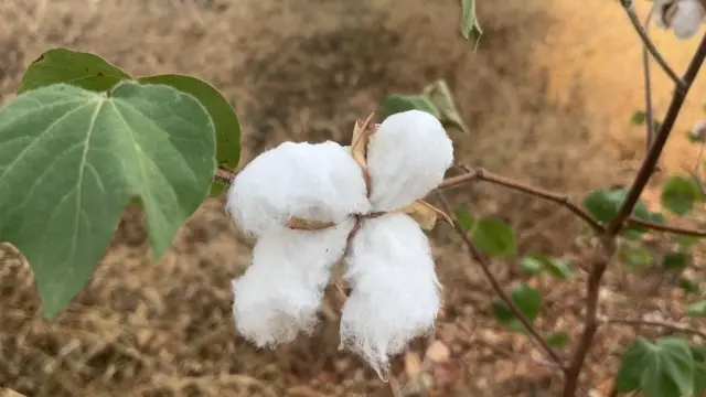यवतमाळला महाराष्ट्राची कॉटनसिटी किंवा कापूसनगरी म्हटलं जातं.