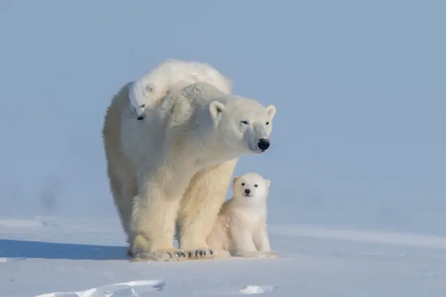 துருவக்கரடிகள்