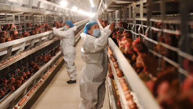 पॉल्ट्री फार्म