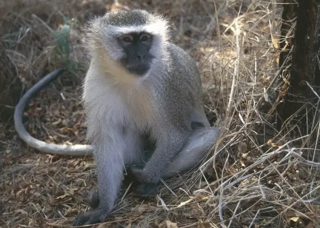 Singe vert d'Afrique