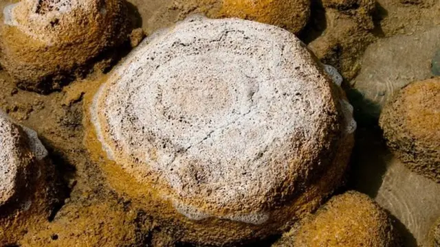 بوسع شعاب الثرومبوليت البقاء على قيد الحياة في بيئة أقل ملوحة من مياه البحر