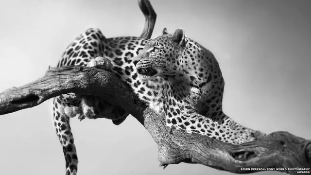 ઝાડ પર આરામ ફરમાવતા ચિત્તાનો ફોટો