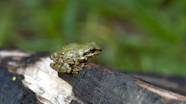 እንቅርዖባት ሙቐት ኣብ ዝውስኸሉ ድምጾም ኣበሪኾም ነተን ኣንስትዮ ንስጋዊ ርክብ ድልዋት ንኽኾና ከምዝገብርወን’ዩ እቲ መጽናዕቲ ዝሕብር