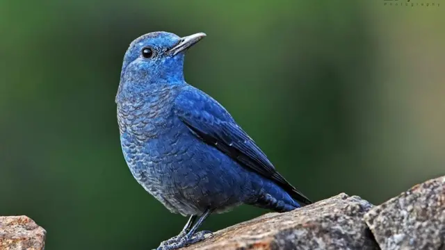 ‘யானை, சிறுத்தை, மற்றும் சில பறவைகள்’ - மசனக்குடி காடும், நீதிமன்ற தீர்ப்பும்