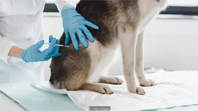 cachorro sendo vacinado