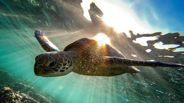 Глобальное потепление грозит многим экосистемам мирового океана