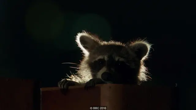 Một con gấu trúc racoon ở trung tâm Toronto