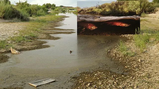 Río degradado con recuadro de río con salmón